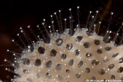Nudibranch eggs. Picture taken at the drop-off in Tulambe... by Anouk Houben 